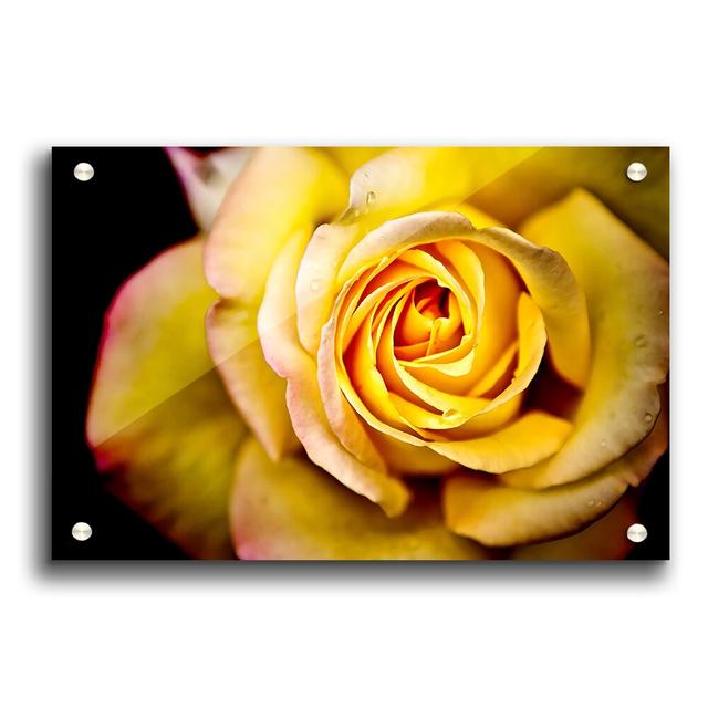 Yellow Rose Macro Flowers - Unframed Photograph Print on Acrylic East Urban Home Size: 84.1cm H x 118.9cm W on Productcaster.