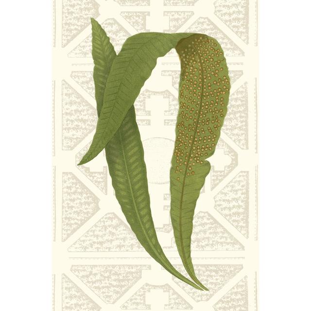 Garden Ferns IV - Wrapped Canvas Graphic Art Rosalind Wheeler Size: 76cm H x 51cm W on Productcaster.