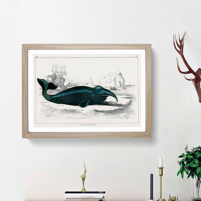 Beached Whale by Oliver Goldsmith - Single Picture Frame Painting East Urban Home Size: 24cm H x 33cm W x 2cm D, Frame Option: Oak Framed on Productcaster.