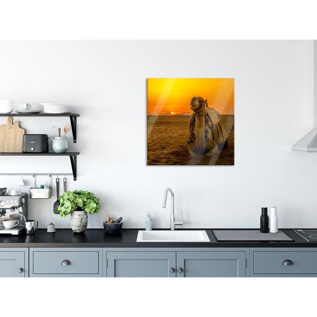 Camel In The Desert At Sunrise - No Frame Print on Glass Gracie Oaks Size: 80cm H x 80cm W x 0.4cm D on Productcaster.