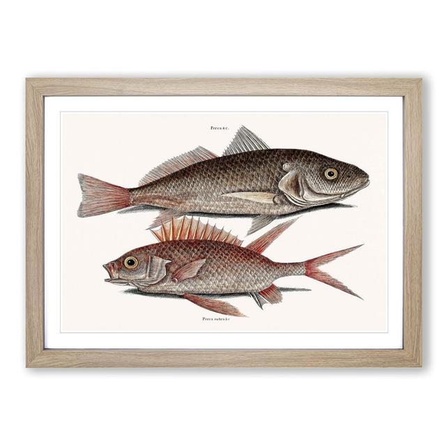 Croaker Fish & Squirrelfish by Mark Catesby - Picture Frame Painting Print East Urban Home Size: 48cm H x 65cm W x 2cm D, Frame Option: Oak Framed on Productcaster.