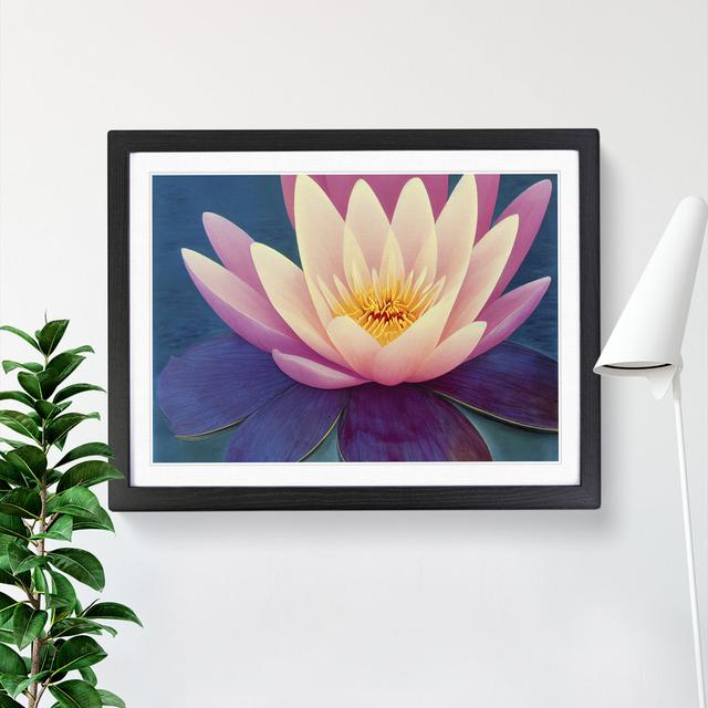 Radiant Water Lily Flower - Picture Frame Graphic Art Marlow Home Co. Frame Colour: Black Framed, Size: 25cm H x 34cm W x 2cm D on Productcaster.