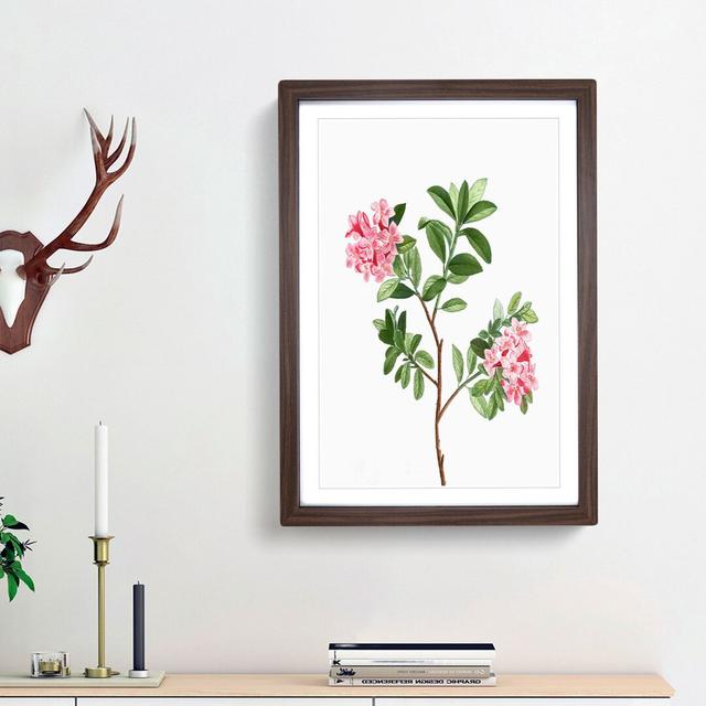 Blooming Pink Rhododendron Flowers by Pierre-Joseph Redoute - Picture Frame Art Print East Urban Home Frame Option: Walnut Framed, Size: 48cm H x 36cm on Productcaster.