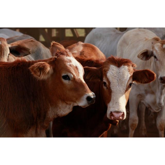 Cattle in the Stable by Leila Melhado - Wrapped Canvas Photograph August Grove Size: 61cm H x 91cm W on Productcaster.