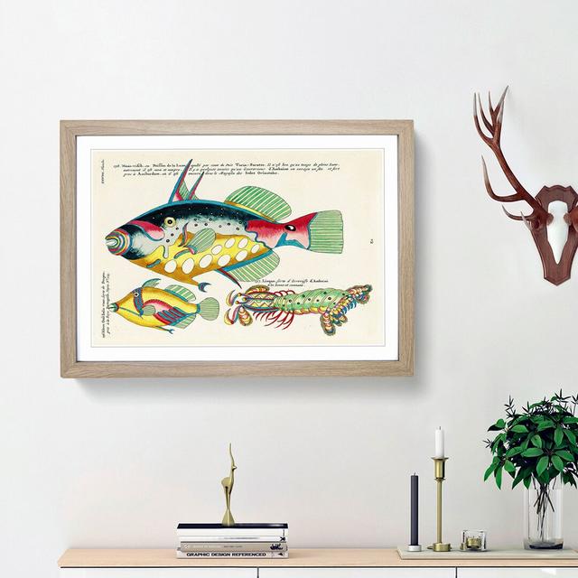 East Indies Fish Illustrations XXVIII by Louis Renard - Picture Frame Graphic Art Print East Urban Home Frame Option: Oak Framed, Size: 48cm H x 65cm on Productcaster.