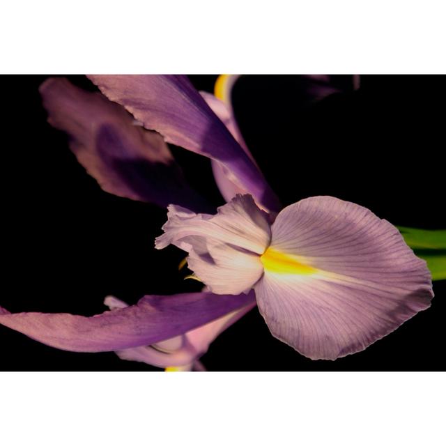 Sweet Iris I - Wrapped Canvas Photograph Ebern Designs Size: 30cm H x 46cm W x 3.8cm D on Productcaster.