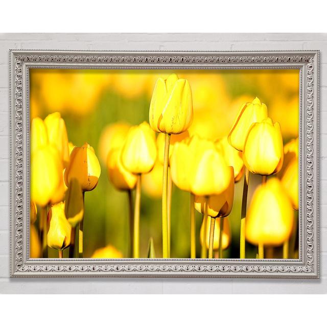 Yellow Tulips In The Garden Framed Print Bright Star Size: 29.7cm H x 42cm W on Productcaster.