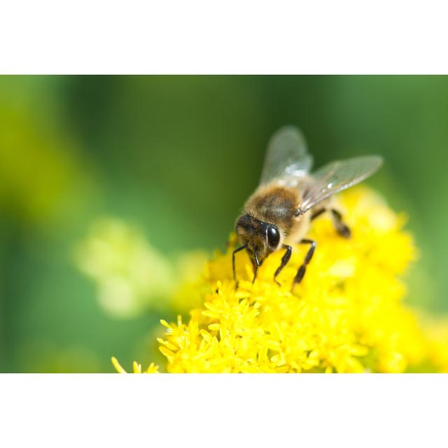 Gini Bee Closeup by Igordabari - Wrapped Canvas Photograph Latitude Run Size: 61cm H x 91cm W x 3.8cm D on Productcaster.