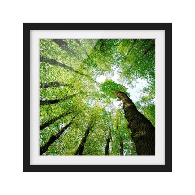 Trees of Life - Picture Frame Photograph Print on Paper East Urban Home Size: 70cm H x 70cm W, Frame Options: Matt black on Productcaster.