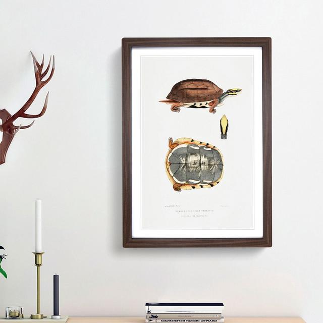 Three Banded Box Terrapin by John Edward Gray - Picture Frame Painting Print East Urban Home Size: 36cm H x 27cm W x 2cm D, Frame Option: Walnut Frame on Productcaster.