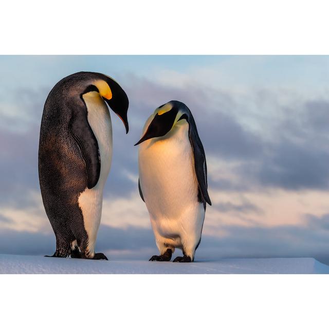 Emperor Penguin - Wrapped Canvas Photograph 17 Stories Size: 20cm H x 30cm W on Productcaster.