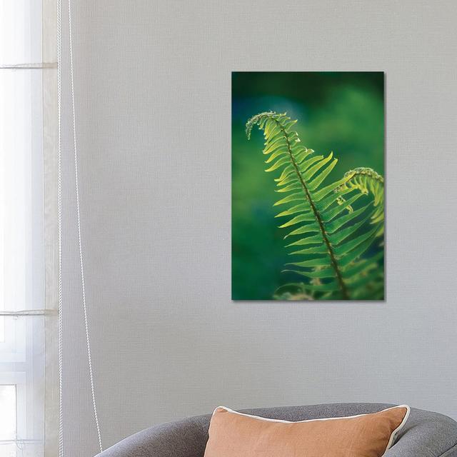 Garden Fern by Savanah Plank - Wrapped Canvas Print Brambly Cottage Size: 66.04cm H x 45.72cm W x 3.81cm D on Productcaster.