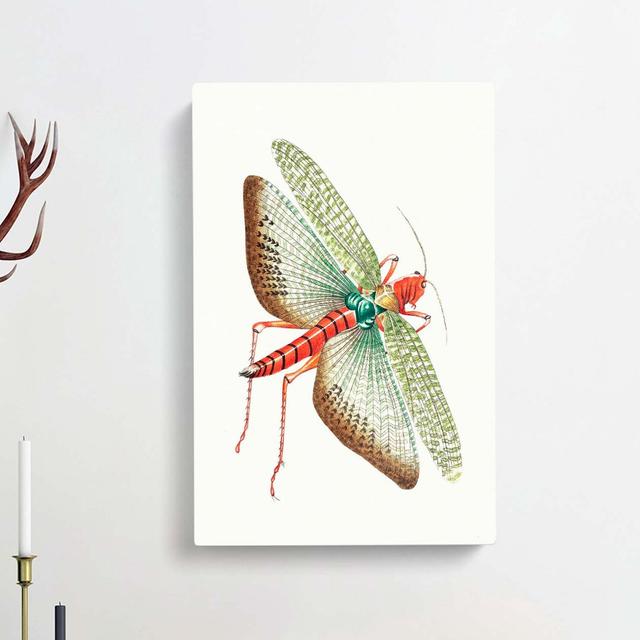 Egyptian Locust by George Shaw - Wrapped Canvas Painting Print East Urban Home Size: 60cm H x 40cm W x 3cm D on Productcaster.