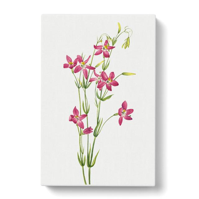 Centaurium by Mary Vaux Walcott - Wrapped Canvas Painting East Urban Home Size: 50cm H x 35cm W x 3cm D on Productcaster.