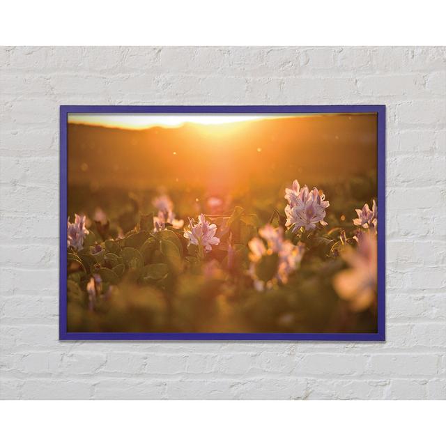 Diffused Light On The Meadow Framed Print Brayden Studio Size: 42cm H x 59.7cm W x 2cm D on Productcaster.