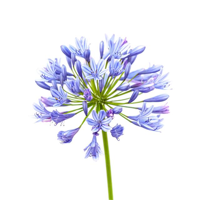 Agapanthus Flower Isolated On White - Wrapped Canvas Print Marlow Home Co. Size: 122cm H x 122cm W on Productcaster.