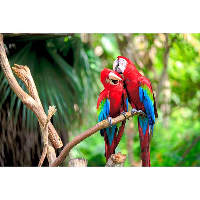 Colourful Scarlet Macaw by Nicholashan - Wrapped Canvas Photograph 17 Stories Size: 20cm H x 30cm W on Productcaster.