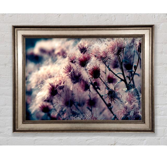 Cotton Buds Framed Print Bright Star Size: 84.1cm H x 142.2cm W on Productcaster.