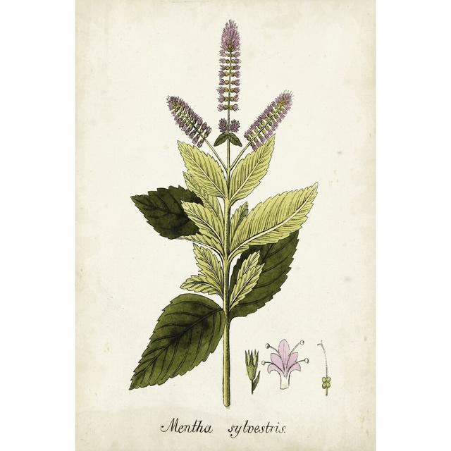 Antique Herb Botanical VI - Wrapped Canvas Painting Brambly Cottage Size: 91cm H x 61cm W on Productcaster.