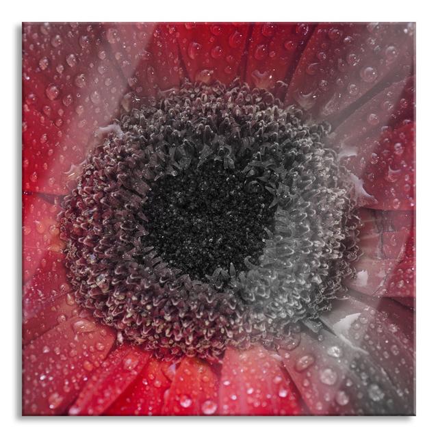 Red Gerbera with Water Drops Art Print on Canvas - Unframed Photograph on Glass Brayden Studio Size: 80cm H x 80cm W x 0.4cm D on Productcaster.