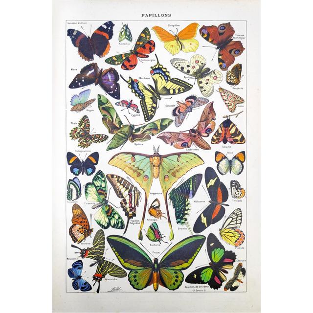 19Th Century Butterflies by Gwengoat - Wrapped Canvas Graphic Art Brambly Cottage Size: 91cm H x 61cm W on Productcaster.