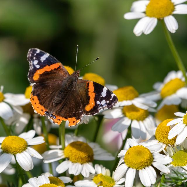 Schmetterling auf Gänseblümchen - Druck Brambly Cottage Größe: 80 cm H x 80 cm B x 1,8 cm T on Productcaster.