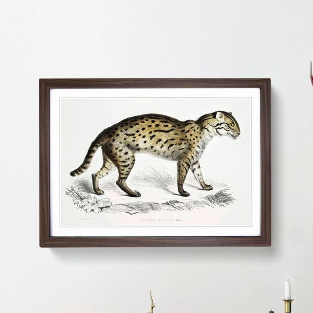 Viverrine Cat Illustration by John Edward Gray - Picture Frame Painting Print East Urban Home Frame Option: Walnut Framed, Size: 48cm H x 65cm W x 2cm on Productcaster.