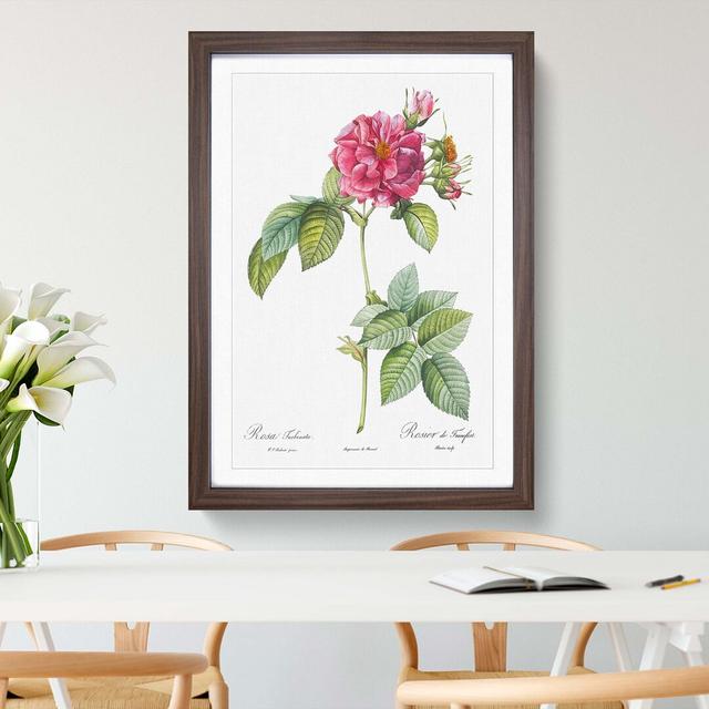 Rose of Frankfurt in Pink by Pierre-Joseph Redouté - Picture Frame Graphic Art Print on MDF East Urban Home Frame Option: Walnut, Size: 76cm H x 50cm on Productcaster.