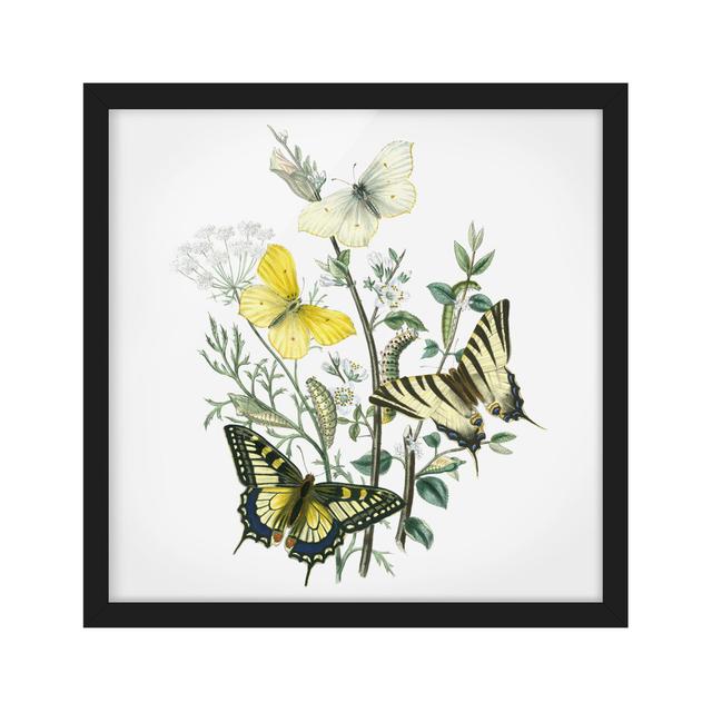 British Butterflies III - Picture Frame Painting August Grove Frame Option: Black Framed, Size: 30cm H x 30cm W x 2cm D on Productcaster.