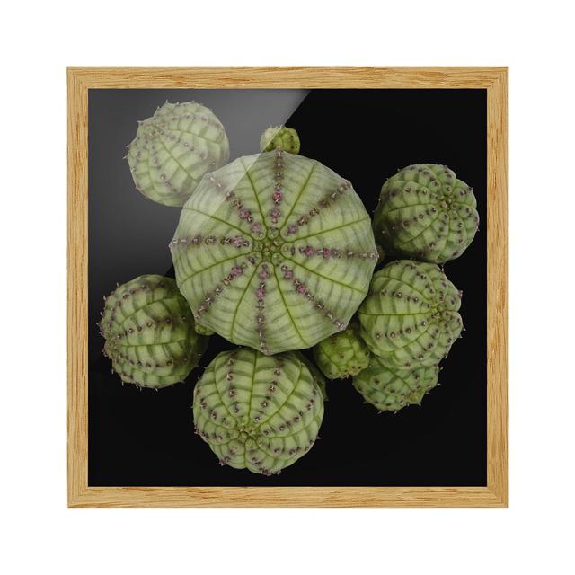 Picture With Frame - Euphorbia - Sea Urchinacea - Square 1:1mATTE Highland Dunes Frame Option: Brown Framed, Size: 30cm H x 30cm W x 2cm D on Productcaster.