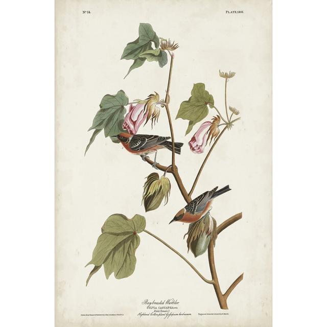 Pl 69 Bay-Breasted Warbler by John Audubon - Wrapped Canvas Painting Print Marlow Home Co. Size: 76cm H x 51cm W on Productcaster.