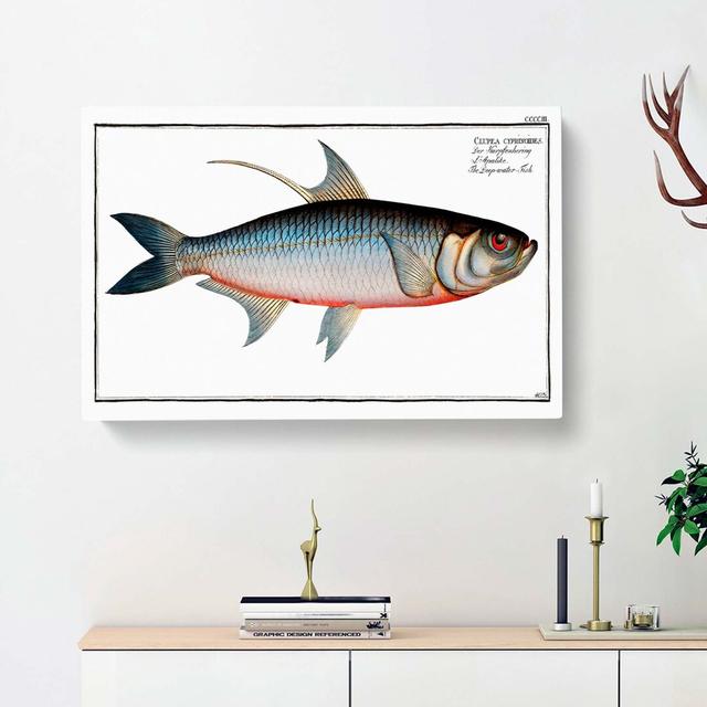 Deep-Water Fish by Louis Renard - Wrapped Canvas Painting Print East Urban Home Size: 35cm H x 50cm W x 3cm D on Productcaster.