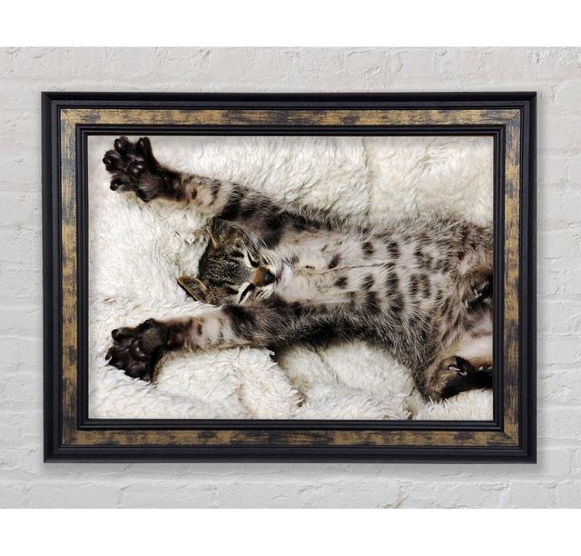 Cat Nap - Single Picture Frame Art Prints Rosalind Wheeler Size: 21cm H x 29.7cm W on Productcaster.