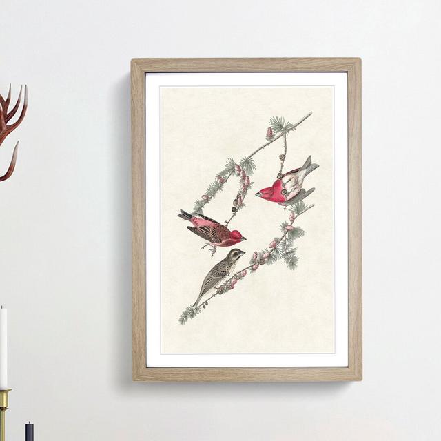 Finch Birds by John Audubon - Picture Frame Painting Print East Urban Home Frame Option: Oak Framed, Size: 48cm H x 36cm W x 2cm D on Productcaster.