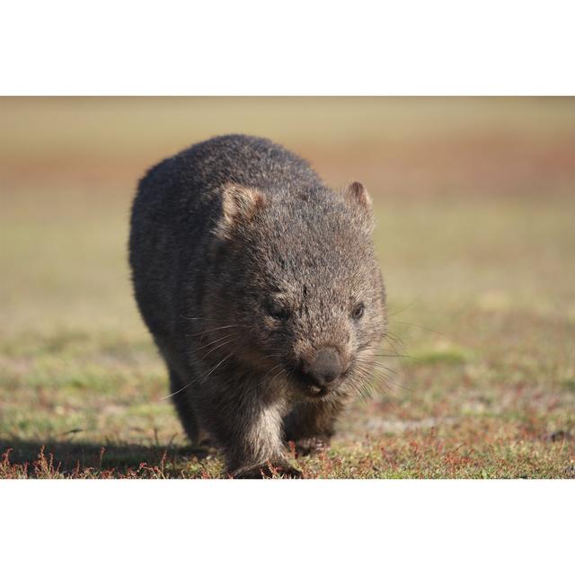 Wombat by Manny87 - Wrapped Canvas Print 17 Stories Size: 61cm H x 91cm W on Productcaster.