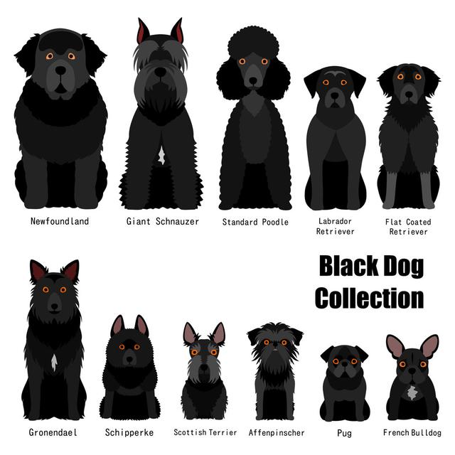 Black Dogs Maturi Size: 30cm H x 30cm W x 3.8cm D on Productcaster.