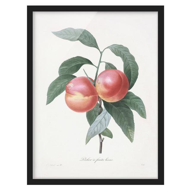 Botany Vintage Illustration Peach - Picture Frame Graphic Art August Grove Frame Option: Black, Size: 70cm H x 50cm W x 2cm D on Productcaster.