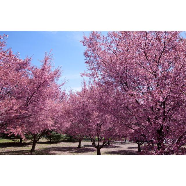 Myakka Cherry Blossom Trees - Wrapped Canvas Photograph Marlow Home Co. Size: 51cm H x 76cm W x 3.8cm D on Productcaster.