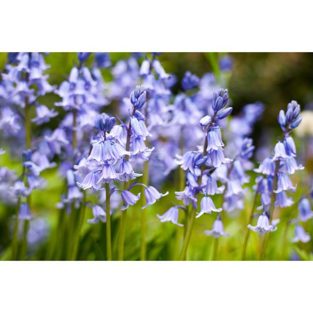 Bluebells by Tylaarabas - Wrapped Canvas Photograph Latitude Run Size: 20cm H x 30cm W x 3.8cm D on Productcaster.