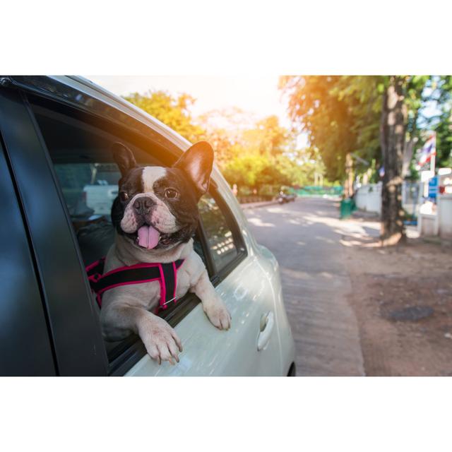 A French Bulldog Is Looking Outside The Car by Pnsam - Wrapped Canvas Print Ebern Designs Size: 81.28cm H x 121.92cm W on Productcaster.