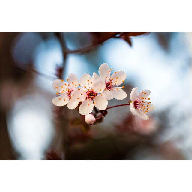 Blooming Tree by Coldsnowstorm - No Frame Art Prints on Canvas 17 Stories Size: 20cm H x 30cm W on Productcaster.