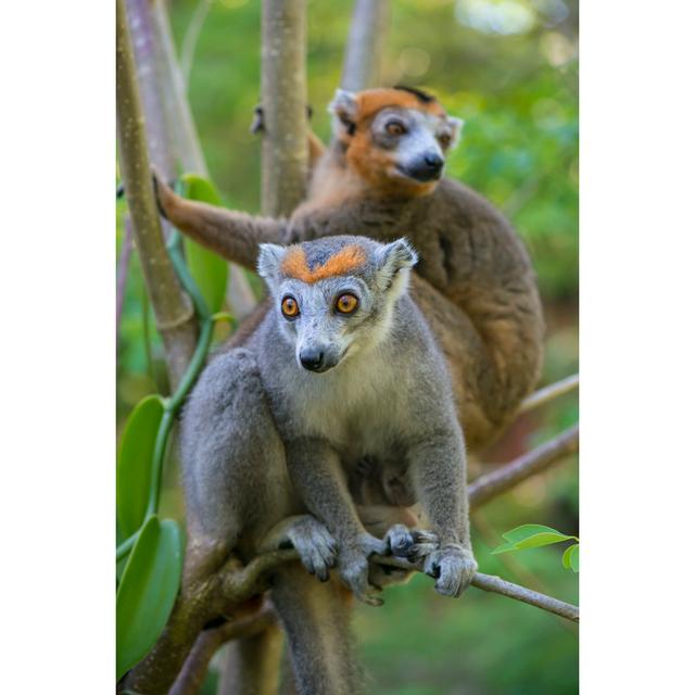 Crowned Lemurs by Guenterguni - No Frame Art Prints on Canvas 17 Stories Size: 122cm H x 81cm W on Productcaster.