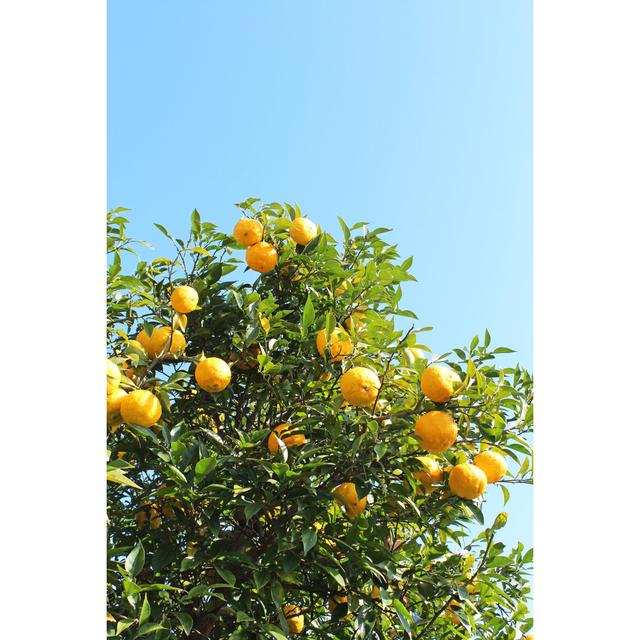 Yuzu, Japanese Lemon by Ranmaru - Wrapped Canvas Photograph 17 Stories Size: 46cm H x 30cm W on Productcaster.