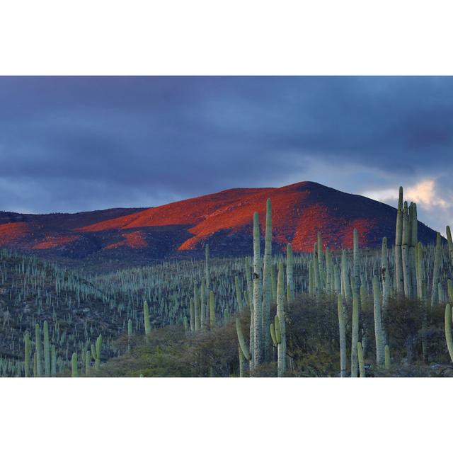 Red Mountain And Green Field Photography - Wrapped Canvas Print Alpen Home Size: 51cm H x 76cm W x 3.8cm D on Productcaster.