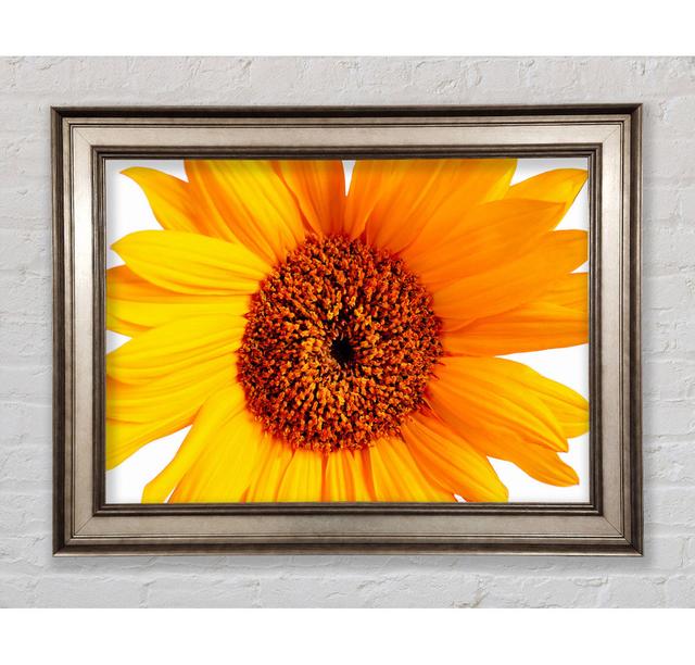 Single Picture Frame Art Prints Bright Star Size: 21cm H x 42cm W on Productcaster.