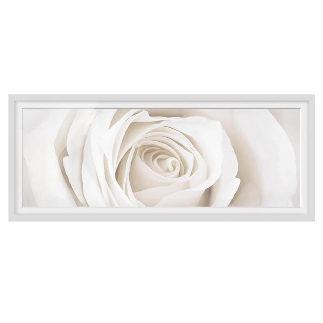 Pretty White Rose - Picture Frame Graphic Art ClassicLiving Frame Option: White Framed, Size: 30cm H x 75cm W x 2cm D on Productcaster.