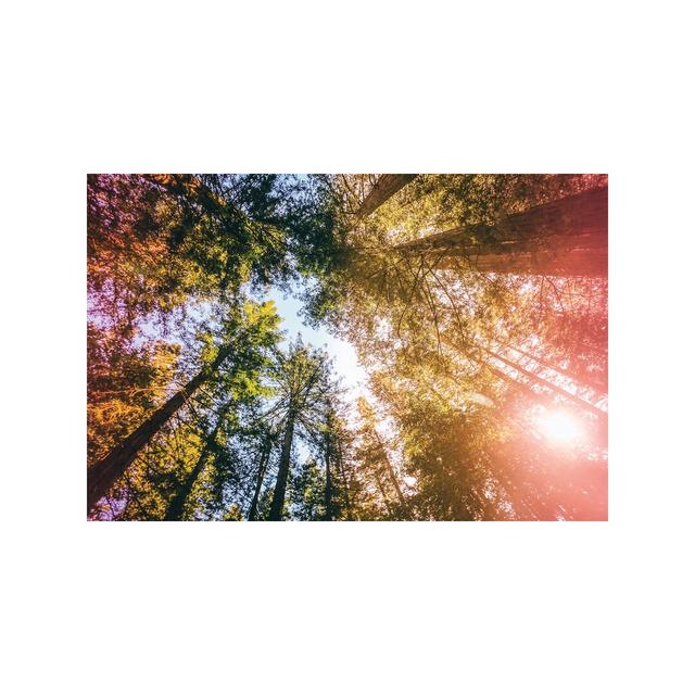 California Redwoods, Sun-rays And Sky by Elena Kulikova - Wrapped Canvas Print East Urban Home Size: 66.04cm H x 101.6cm W x 1.91cm D on Productcaster.