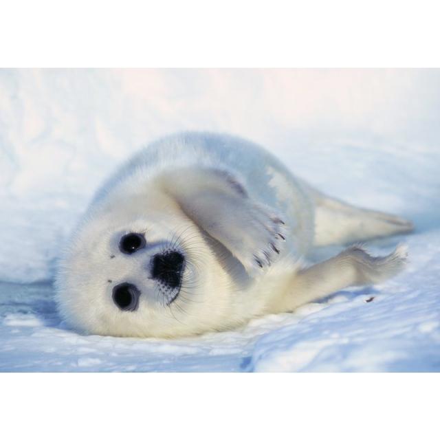 'Harp Seal Pup on Its Side' Photograph World Menagerie Size: 70 cm H x 100 cm W x 2.3 cm D, Format: Framed Paper on Productcaster.