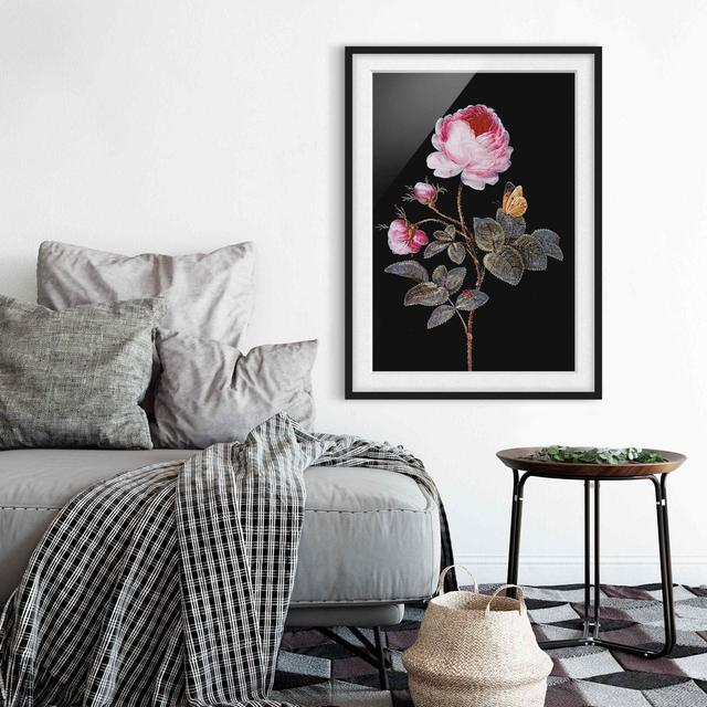 The Hundred-Petalled Rose by Barbara Regina Dietzsch - Picture Frame Painting Rosalind Wheeler Size: 55cm H x 40cm W x 2cm D, Frame Option: Black on Productcaster.