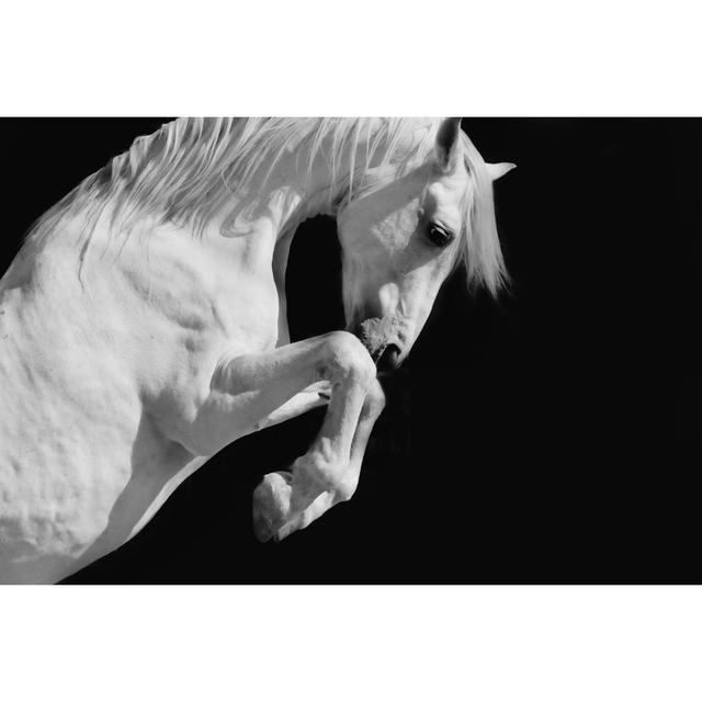 White Stallion Horse by 66North - Print Natur Pur Size: 61cm H x 91cm W x 3.8cm D on Productcaster.